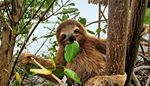 sloth, clutches, smile, brown, trunk, branch, head, bite, leaf, fur