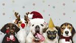 pug, jackrussell, partycap, snowflake, puppy, kiss, antlers, pompom, bulldog, beagle, bowtie, tongue