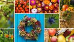 fence, strawflower, rosehip, corn, adventwreath, eryngo, straw, pumpkin, dryflowers, grapes, apple