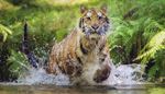 tiger, gaze, predator, whiskers, fern, splash, pond, muzzle