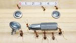 zero, screw-thread, antennae, screwdriver, teamwork, screw, ant, cross, five, ruler