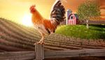 rooster, meadow, tree, plumage, sunrise, farm, field, fence, barn, comb, silo