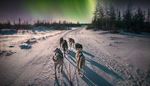 harness, forest, sled, aurora, road, snow, dog, tail