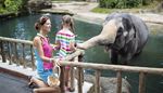 момиченце, посетители, кошница, слон, опашки, зоопарк, ограда, вода, хобот