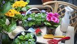 rake, primrose, sprayer, chair, begonia, leaves, scoop, hat, pot