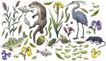 bass, duckweeds, divingbeetle, otter, snail, mole, heron, whiskers, fish, reed, iris