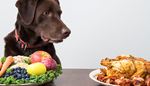 pet, blueberries, fruits, veganism, oatmeal, meat, collar, choice, bacon, carrot
