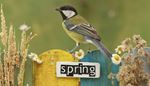 chamomile, sparrow, claw, spring, wing, green, fence, beak