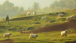 sheep, landscape, pasture, shepherd, herd, goat, hill, fog