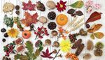 mushroom, seabuckthorn, rosehip, chestnut, flowers, mapleleaf, cone, ear