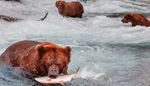 waterfall, grizzly, salmon, water, brown, hunting, fin, three