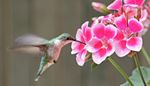 bird, hummingbird, wing, stem, tail, flowers, colorful, flower, rose, flap