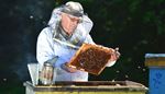 rayondemiel, apiculteur, moustache, enfumoir, abeille, rucher, fleur, ruche, fumee