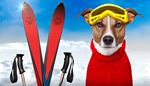 skis, goggles, sweater, poles, dog, nose, paw, snow