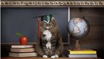 cat, chalkboard, schoolbook, alphabet, america, intellect, tassel, globe, paw, apple