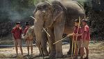 leg, elephantcalf, bamboocane, children, elephant, feeding, shorts, back, gray, trunk, asia