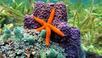 sea, turquoise, starfish, seabed, purple, orange, algae, hole