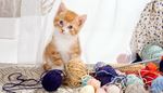 curtain, knittingneedles, knitting, kitten, ears, yarn, pet, ball, wool