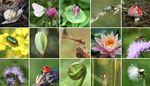 flyagaric, waterlily, dragonfly, butterfly, ladybug, curl, mosquito, insect, clover, stamen, beetle, bee, snail