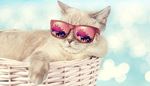 cat, reflection, sunglasses, nose, glare, basket, wicker, fur, palms, rest, paw