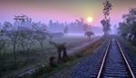 rail, distancespot, sleepers, sunrise, treetop, sun, lilac, palm, fog