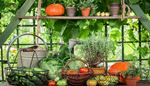 onion, greenhouse, rosemary, vegetables, wateringcan, cucumber, cabbage, basket, pumpkin, vine, tomato, pot